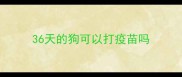36天的狗可以打疫苗吗
