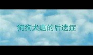 狗狗犬瘟的后遗症