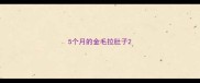 5个月的金毛拉肚子
