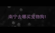 南宁去哪买宠物狗