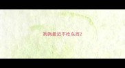狗狗最近不吃东西