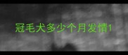 冠毛犬多少个月发情