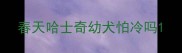 春天哈士奇幼犬怕冷吗