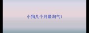 小狗几个月最淘气