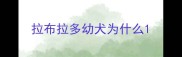 拉布拉多幼犬为什么