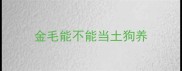 金毛能不能当土狗养