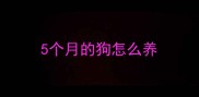 5个月的狗怎么养