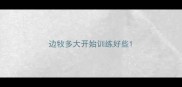 边牧多大开始训练好些