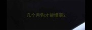 几个月狗才能懂事