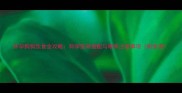怀孕狗狗饮食全攻略科学营养搭配与喂养注意事项附食谱