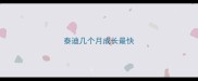 泰迪几个月成长最快