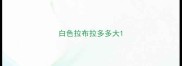 白色拉布拉多多大