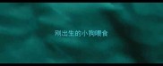 刚出生的小狗喂食