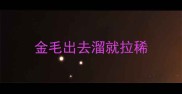 金毛出去溜就拉稀