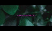 小狗的生活特点是什么