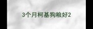 3个月柯基狗粮好