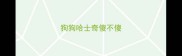 狗狗哈士奇傻不傻