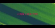 小狗身上有虱子卵