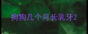 狗狗几个月长乳牙