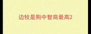 边牧是狗中智商最高
