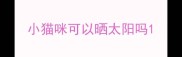 小猫咪可以晒太阳吗