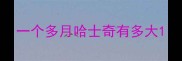 一个多月哈士奇有多大