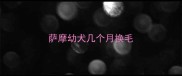 萨摩幼犬几个月换毛