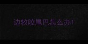 边牧咬尾巴怎么办