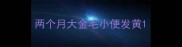 两个月大金毛小便发黄
