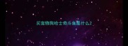 买宠物狗哈士奇斗鱼是什么