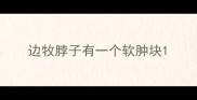 边牧脖子有一个软肿块