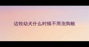 边牧幼犬什么时候不用泡狗粮