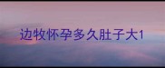 边牧怀孕多久肚子大