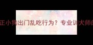 如何科学纠正小狗出门乱吃行为专业训犬师的7步训练法