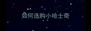 如何选购小哈士奇