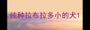 纯种拉布拉多小的犬