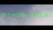 四个月边牧一天吃几顿