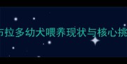 拉布拉多幼犬喂养现状与核心挑战