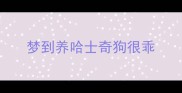 梦到养哈士奇狗很乖