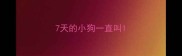 7天的小狗一直叫
