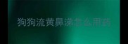 狗狗流黄鼻涕怎么用药