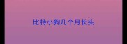 比特小狗几个月长头