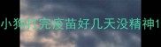 小狗打完疫苗好几天没精神