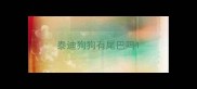 泰迪狗狗有尾巴吗