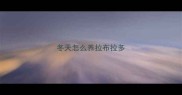 冬天怎么养拉布拉多