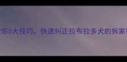 北京专业机构教你5大技巧快速纠正拉布拉多犬的拆家行为与吠叫问题