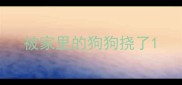 被家里的狗狗挠了