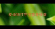 泰迪狗打完疫苗身体痛