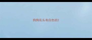 狗狗乳头有白色的