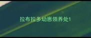 拉布拉多幼崽领养处